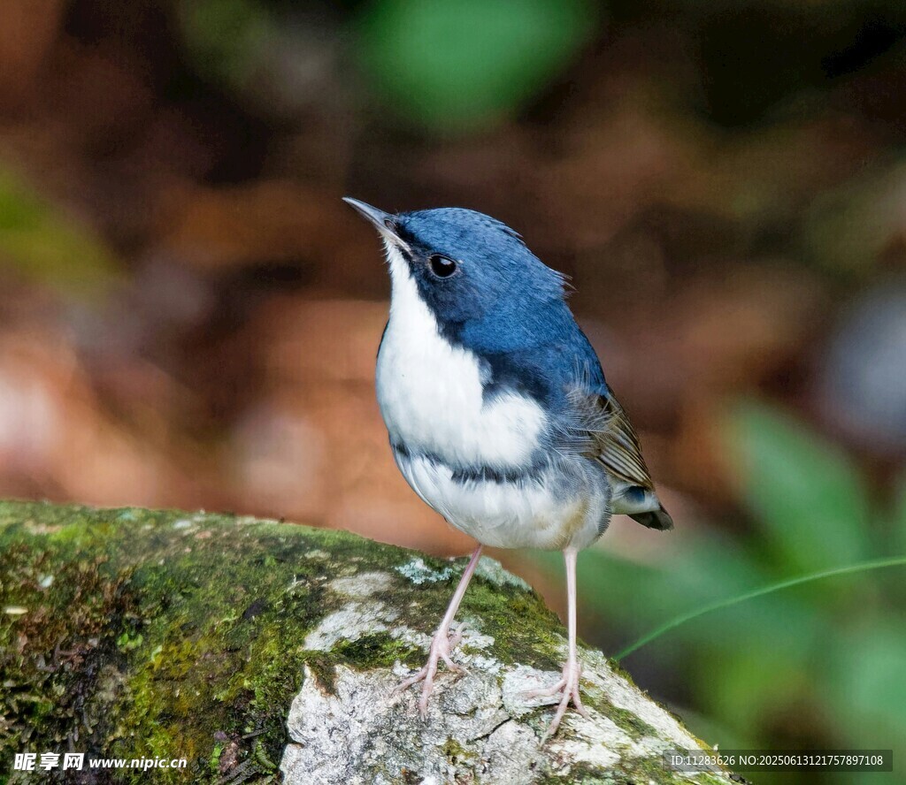 蓝白小鸟立于青苔石上