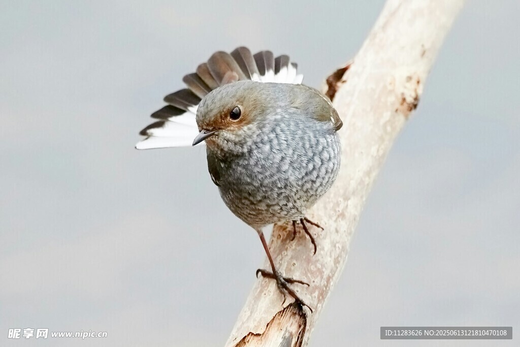 枝头小鸟展羽姿态优雅