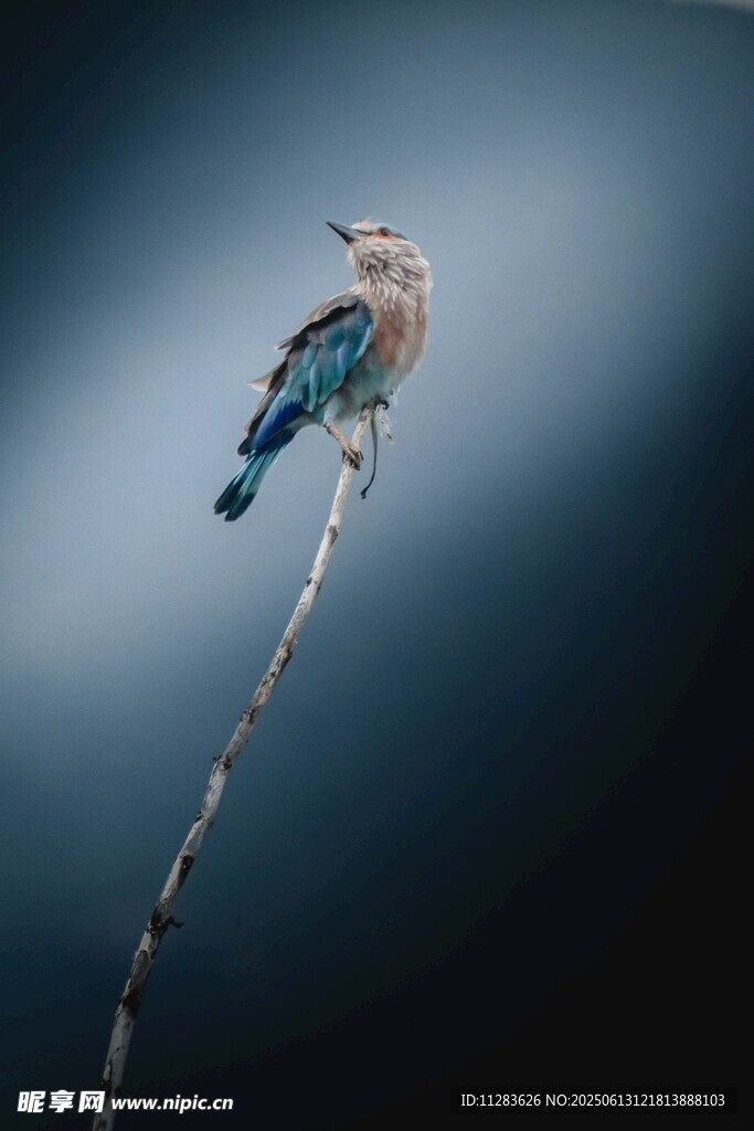 栖息枝头的美丽小鸟