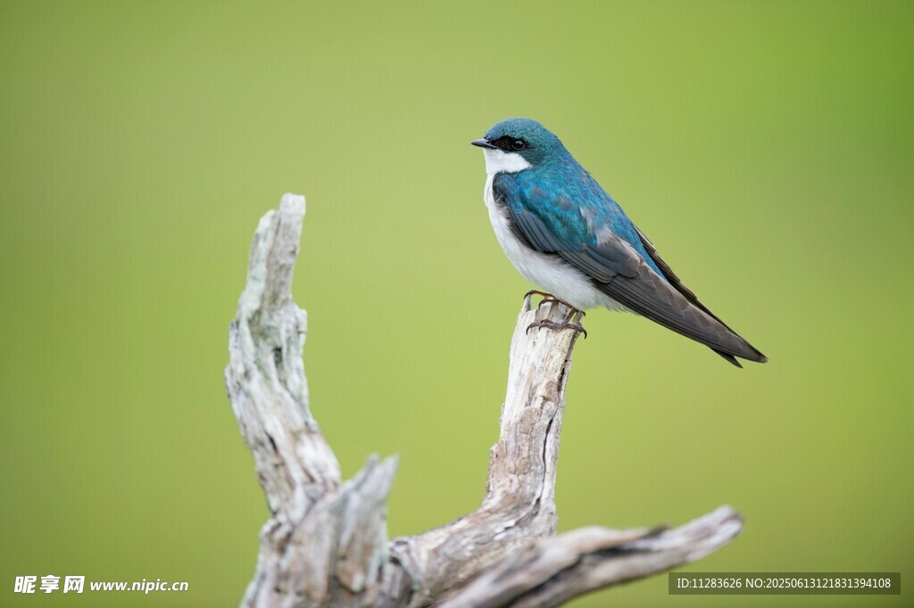 蓝羽小鸟栖于枯树枝头