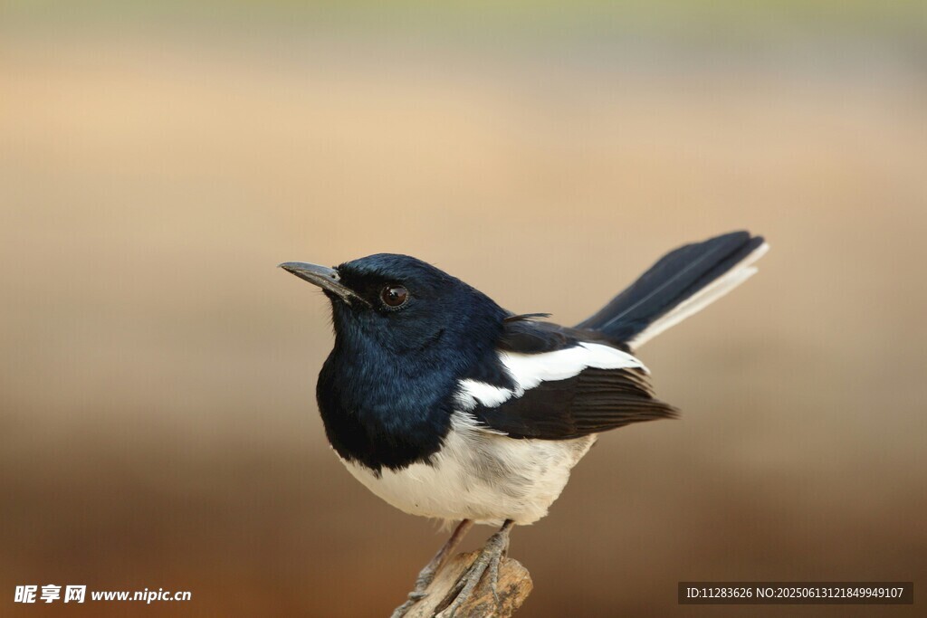 黑白小鸟立于枝头