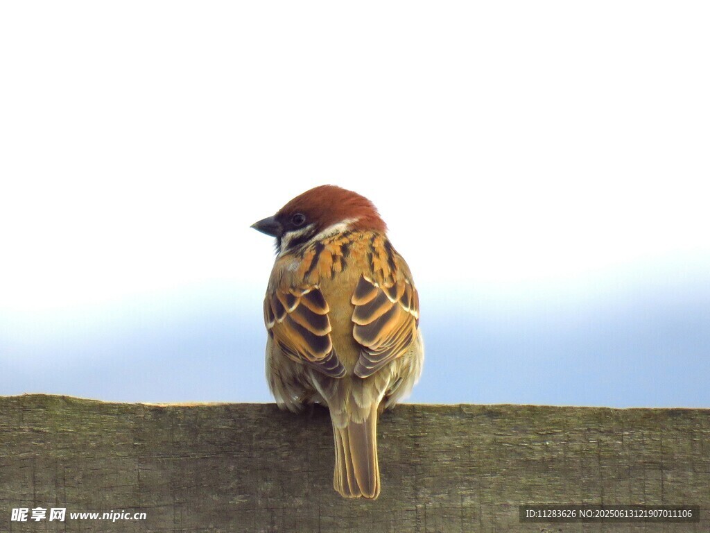 木上栖息的多彩小鸟