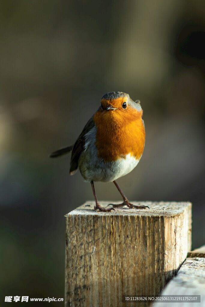 木桩上的橙胸小鸟