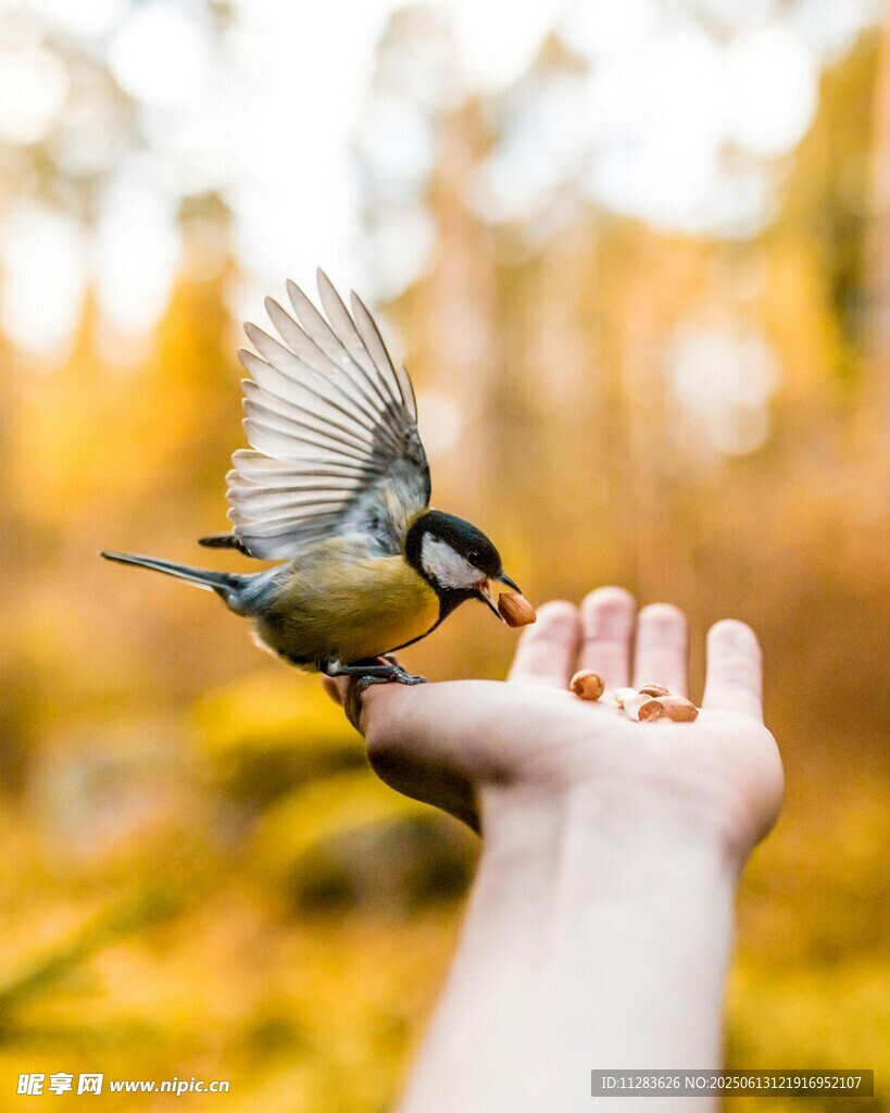 手心上的小鸟互动瞬间