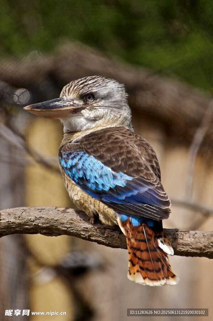 蓝羽翠鸟栖息枝头
