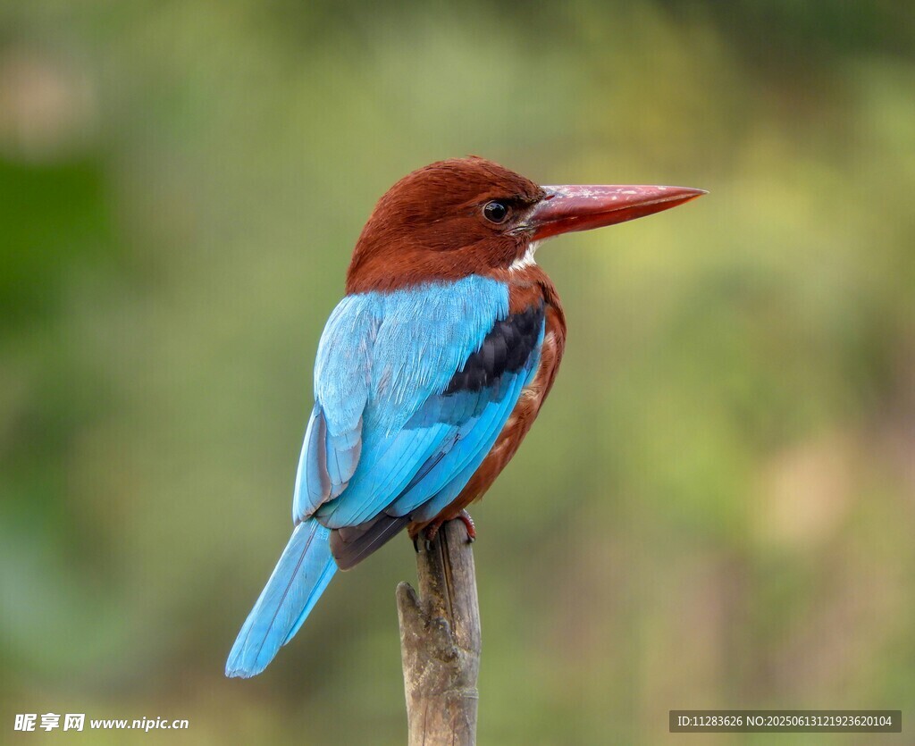 蓝羽红嘴翠鸟栖息枝头