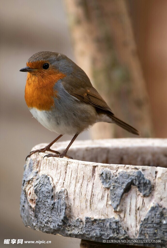 栖息于树桩上的可爱小鸟