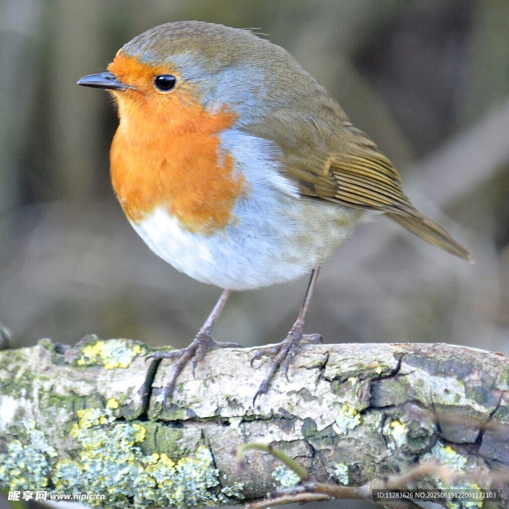 栖息枝头的橙色胸脯小鸟