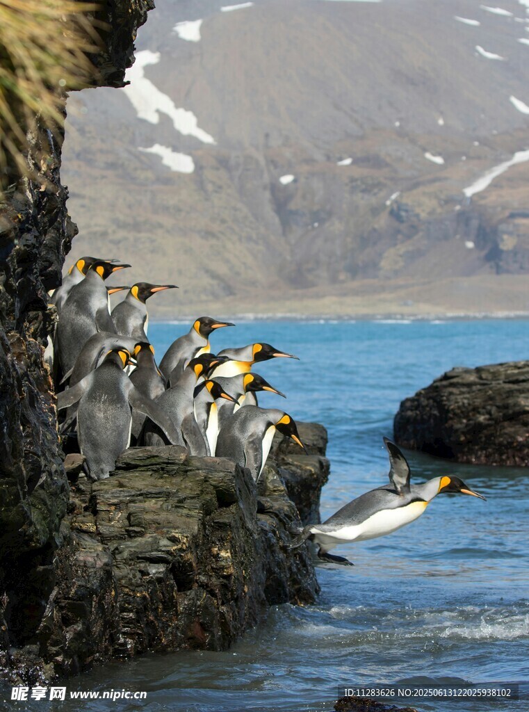 企鹅群立于海边岩石