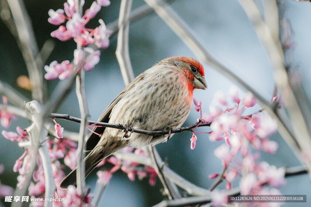 枝头红雀赏繁花