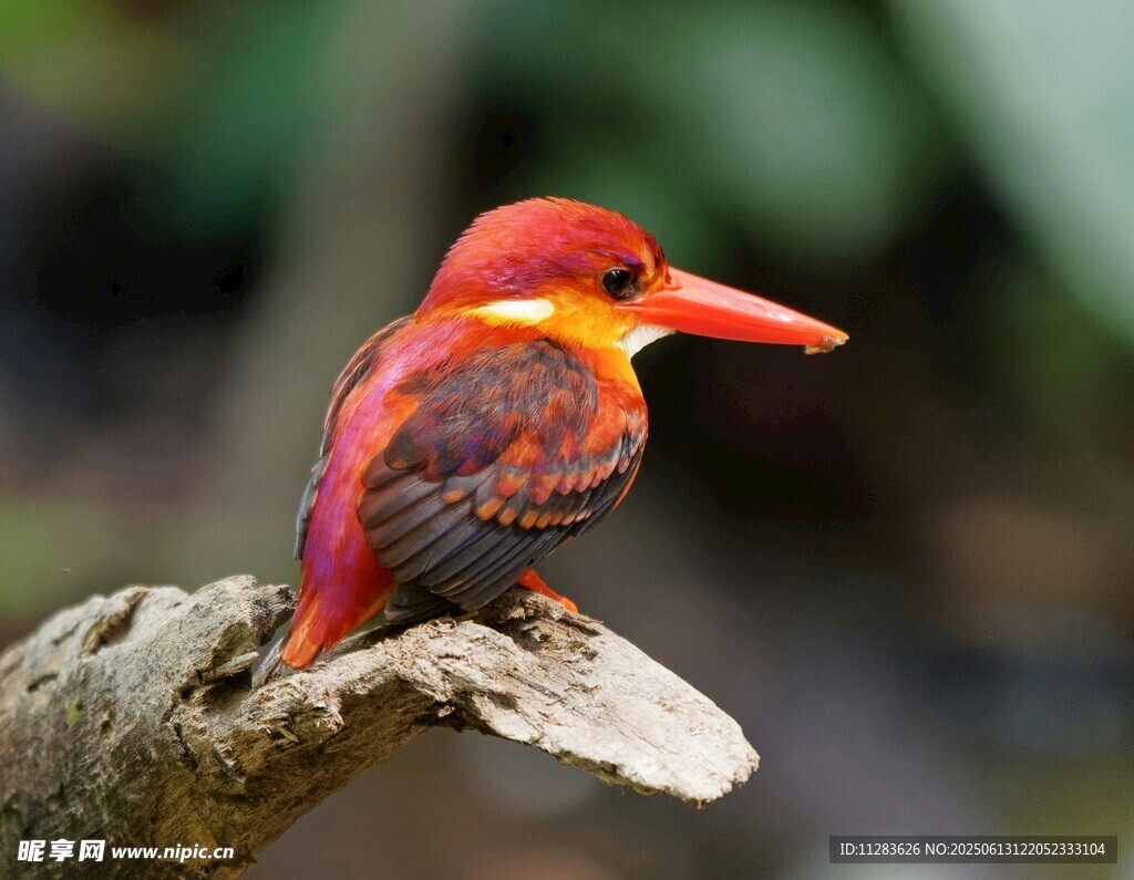 红羽翠鸟栖息枝头