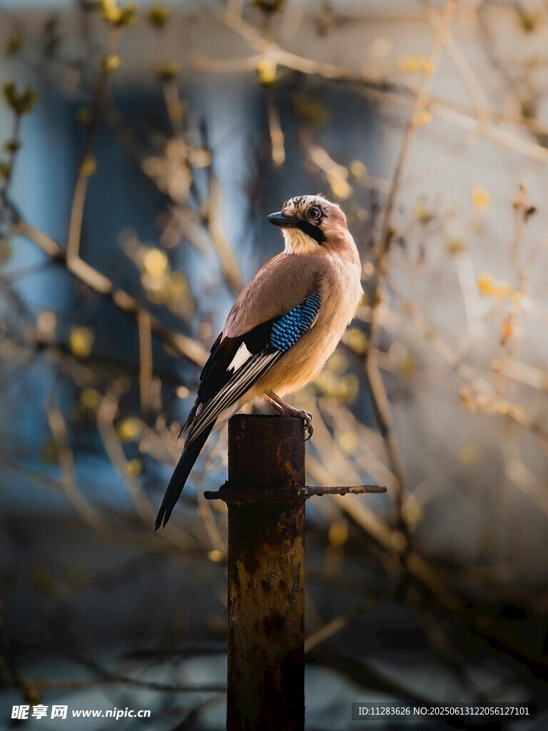 枝头栖息的美丽小鸟