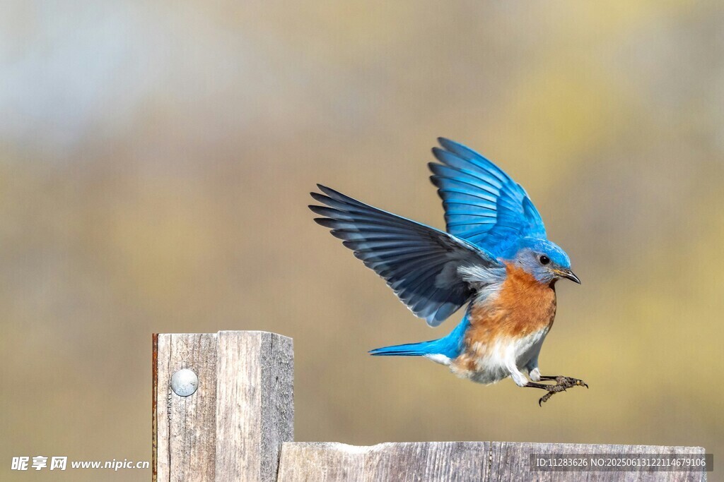 蓝鸟展翅于木桩瞬间
