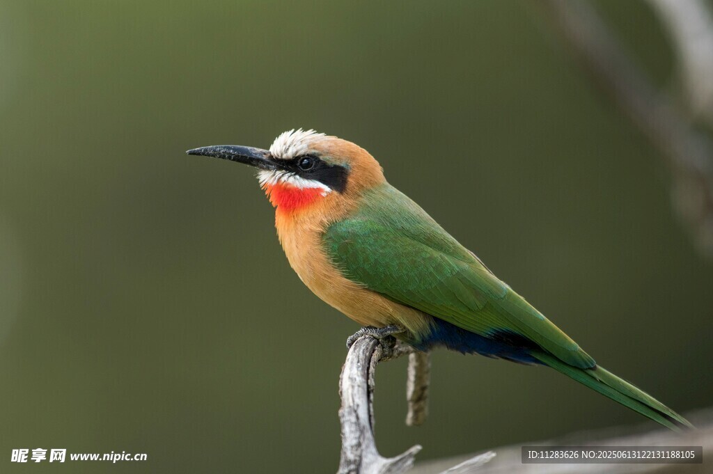 多彩蜂虎栖息枝头