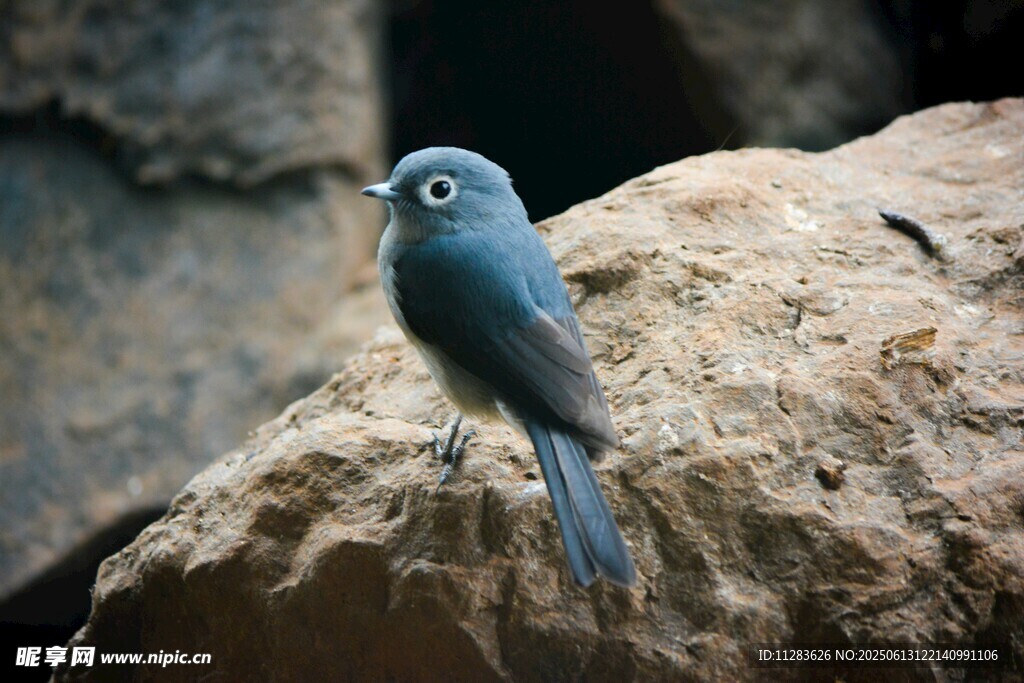 岩石上的蓝色小鸟