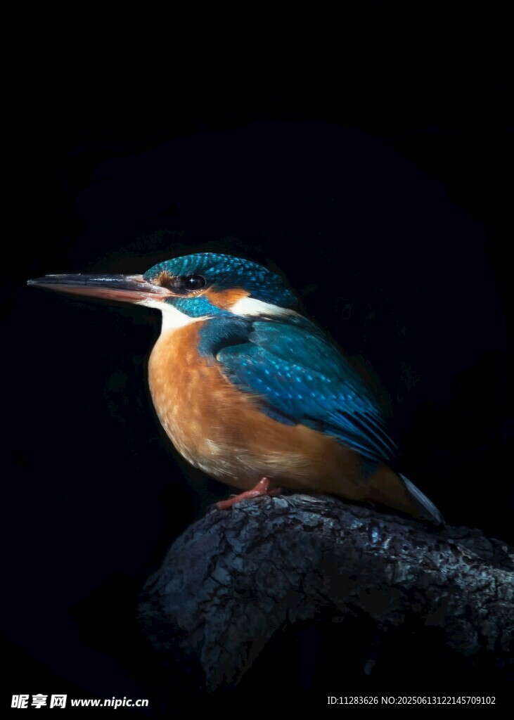 栖息枝头的美丽翠鸟