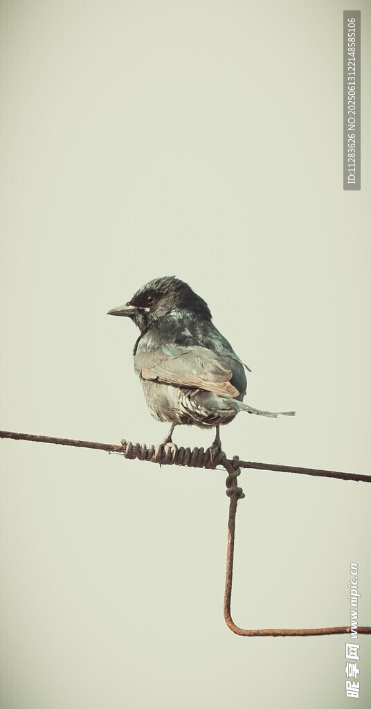 电线上的小鸟