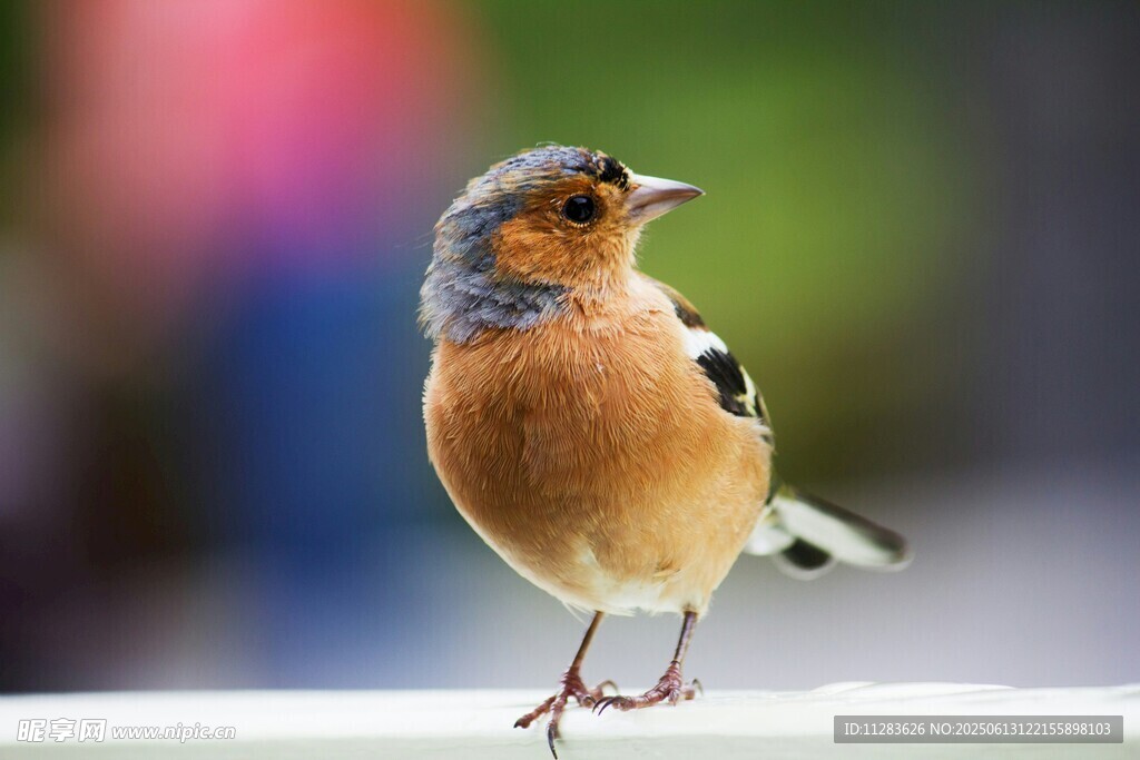 站在栏杆上的多彩小鸟