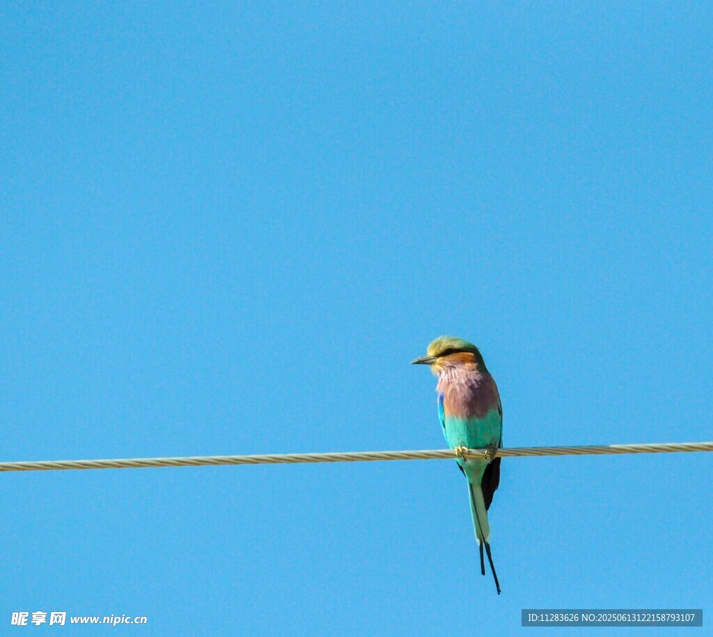 电线上的多彩小鸟
