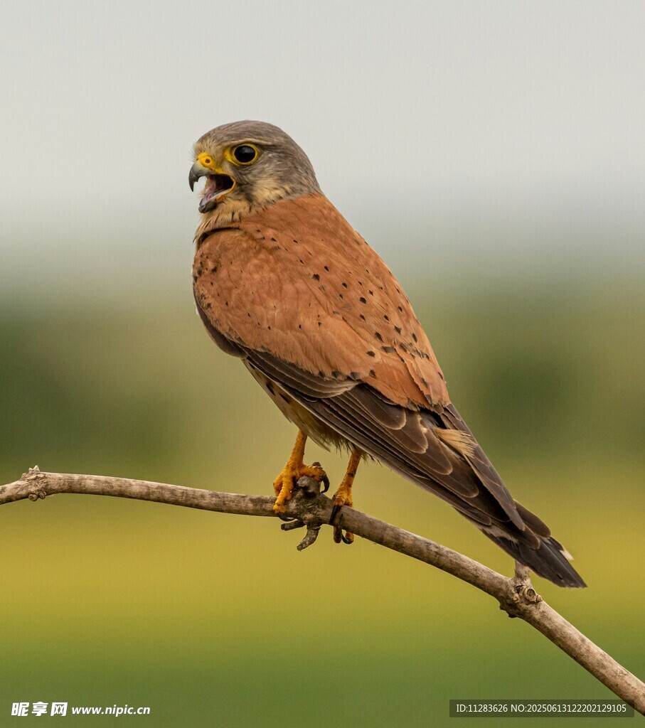 枝头栖息的褐鹰