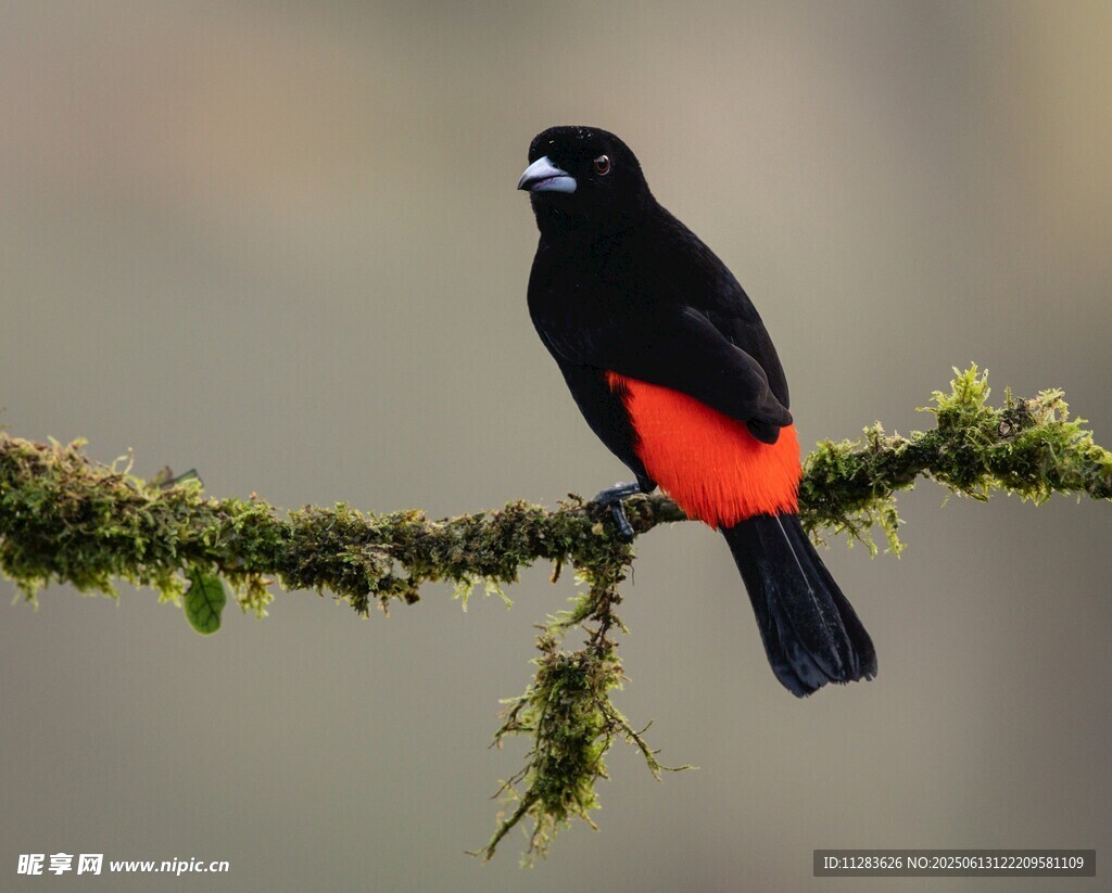 黑红相间小鸟栖于枝上