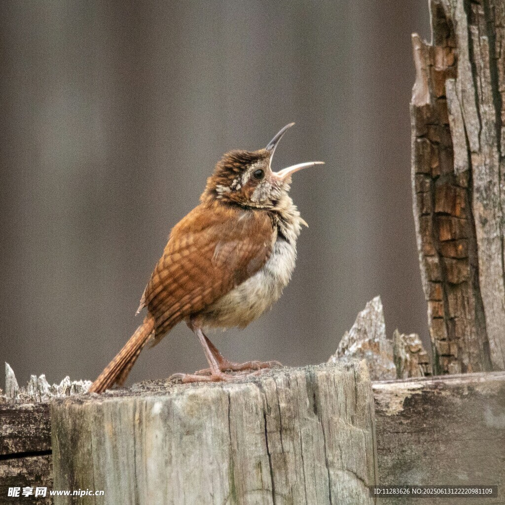 站在木桩上鸣叫的小鸟