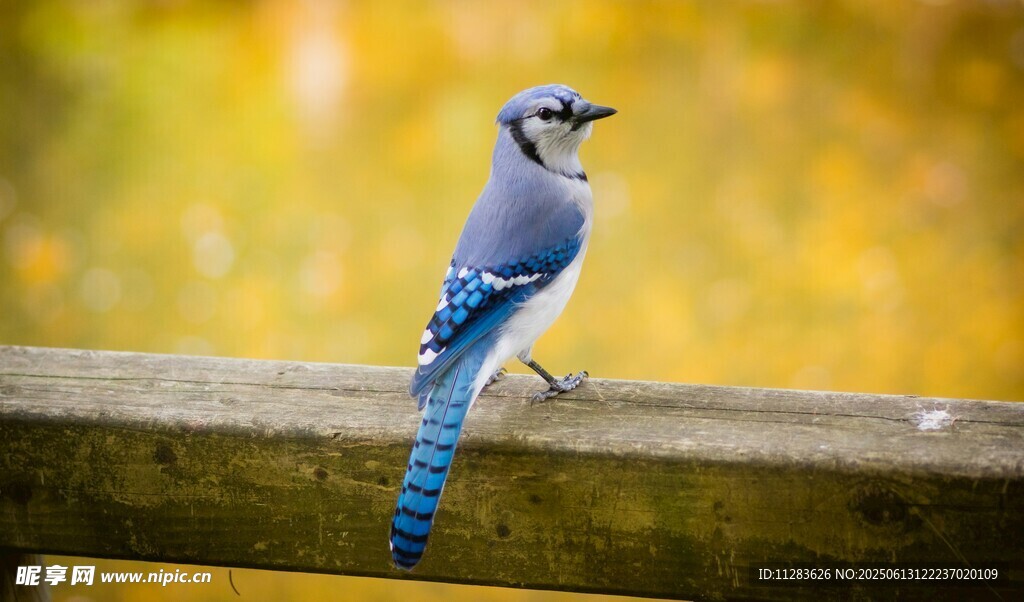 蓝鸟栖息于木栏上