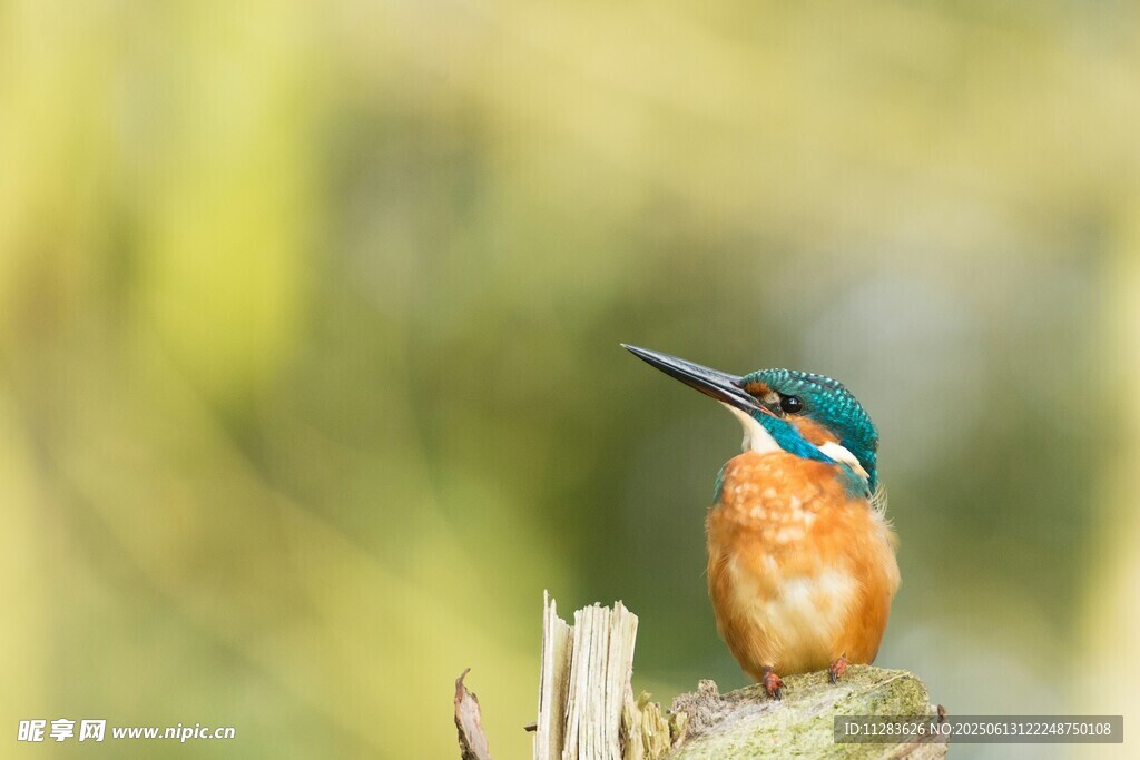 栖息枝头的翠鸟