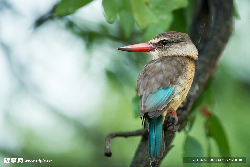 彩羽小鸟栖于枝头