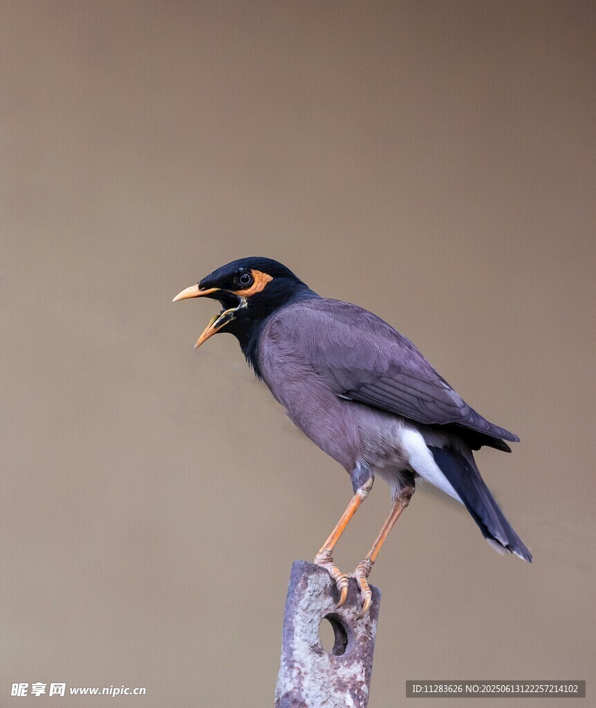 灰椋鸟立于枝头张嘴鸣叫