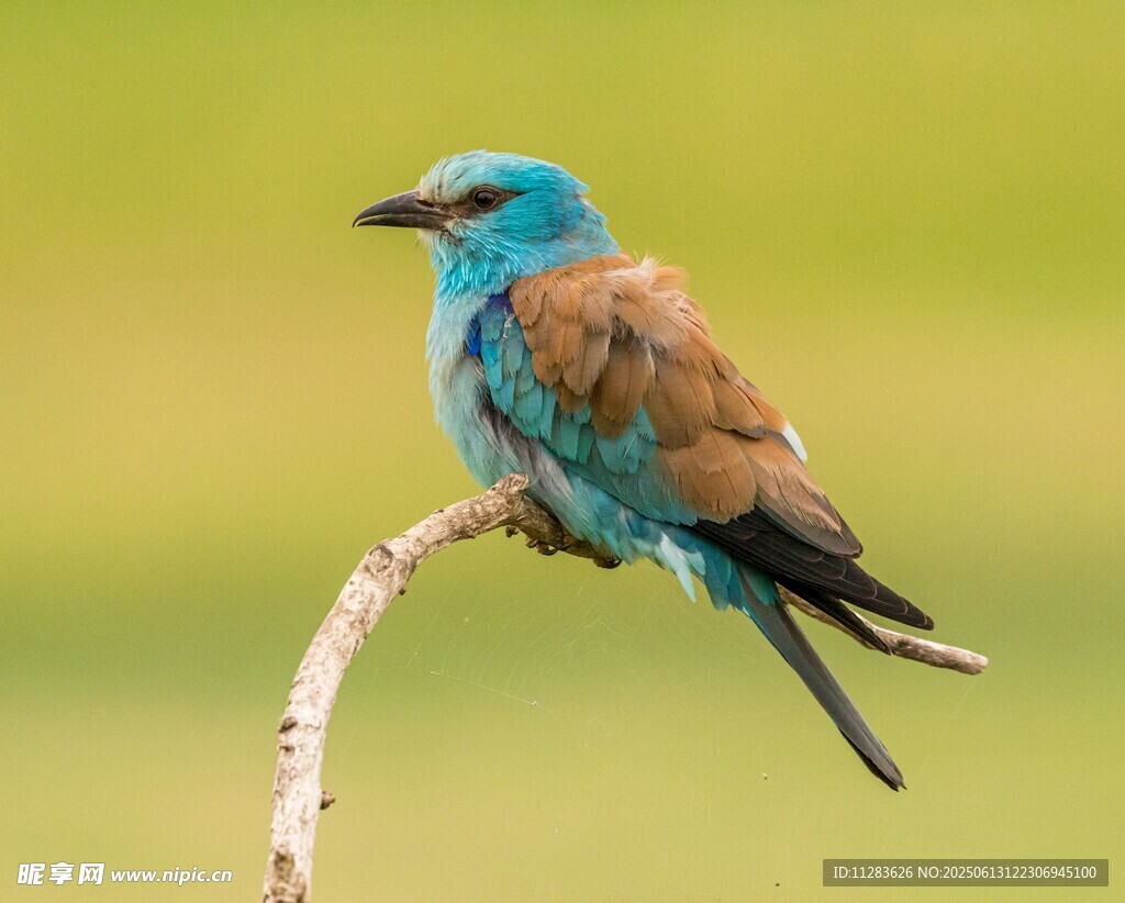 蓝羽小鸟栖息枝头