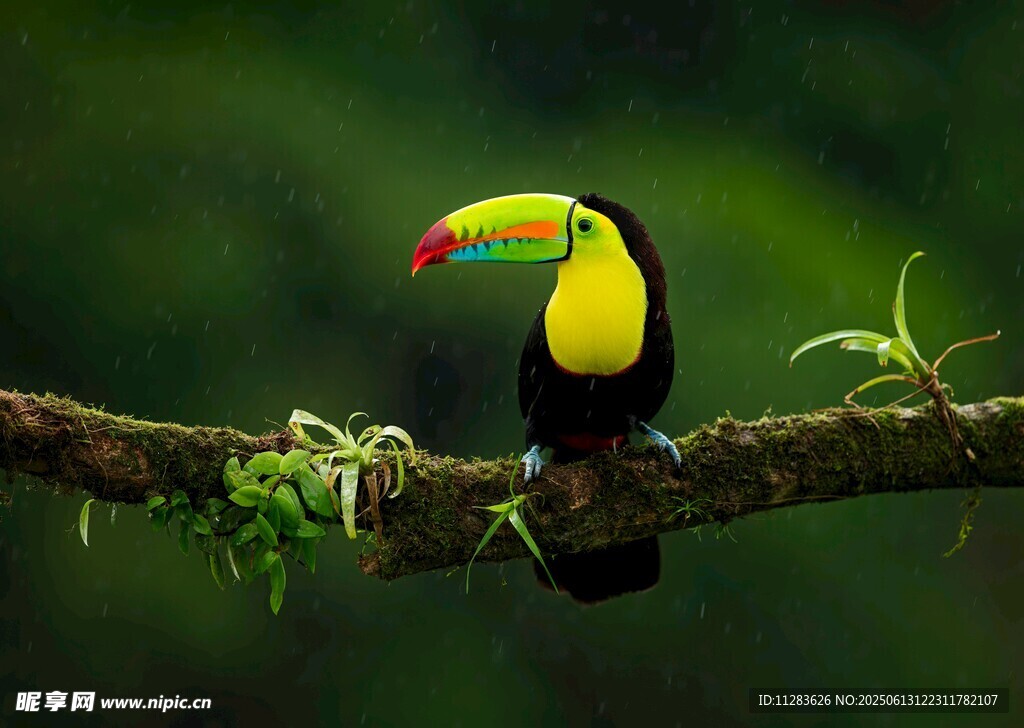 巨嘴鸟栖息枝头