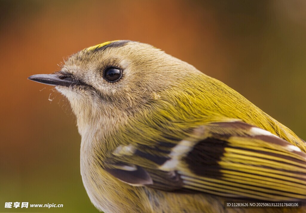 小巧玲珑的黄绿小鸟