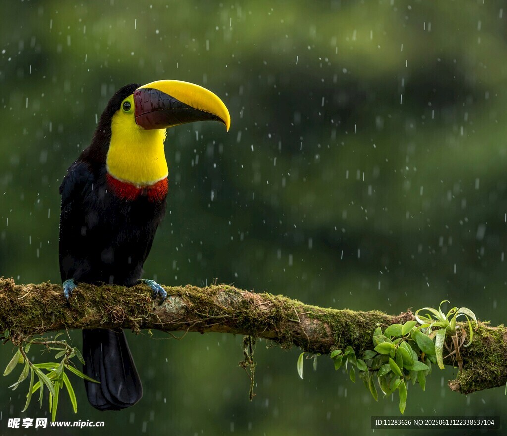 巨嘴鸟栖息于雨中树枝
