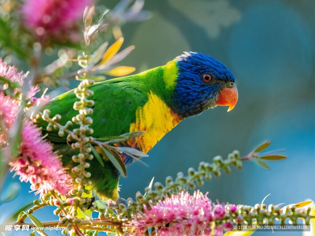 多彩鹦鹉立于繁花枝头