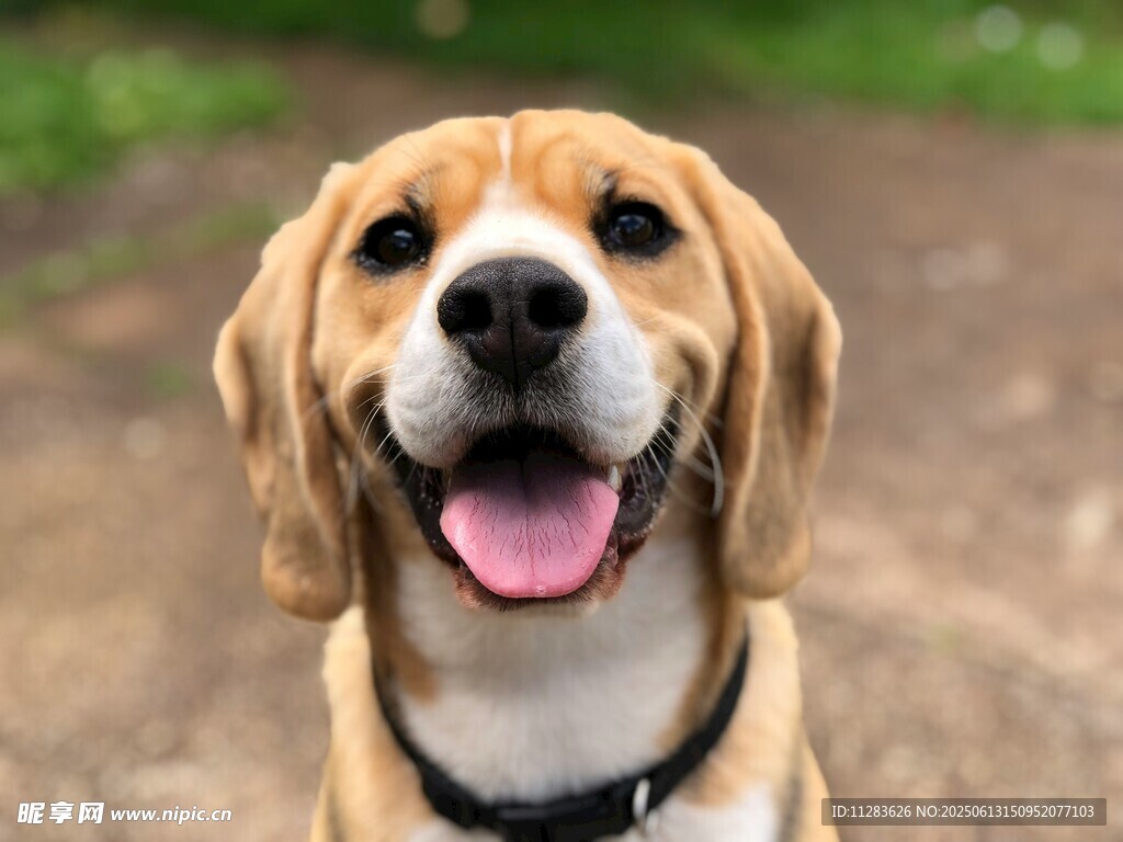可爱比格犬张嘴露笑