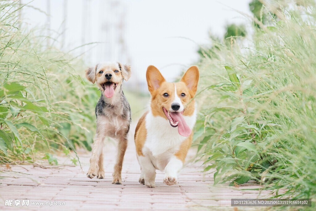 两只萌犬漫步在小路上