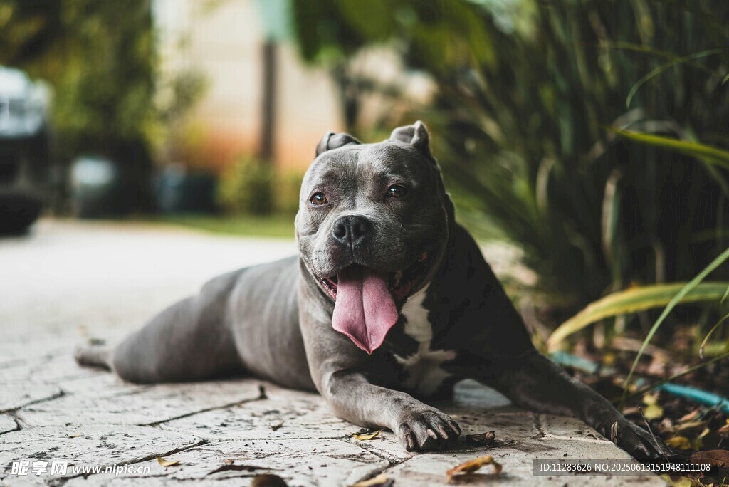 趴着的可爱灰色斗牛犬