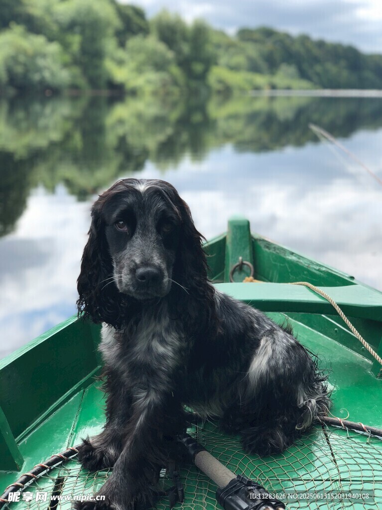 绿舟上的可爱黑毛犬