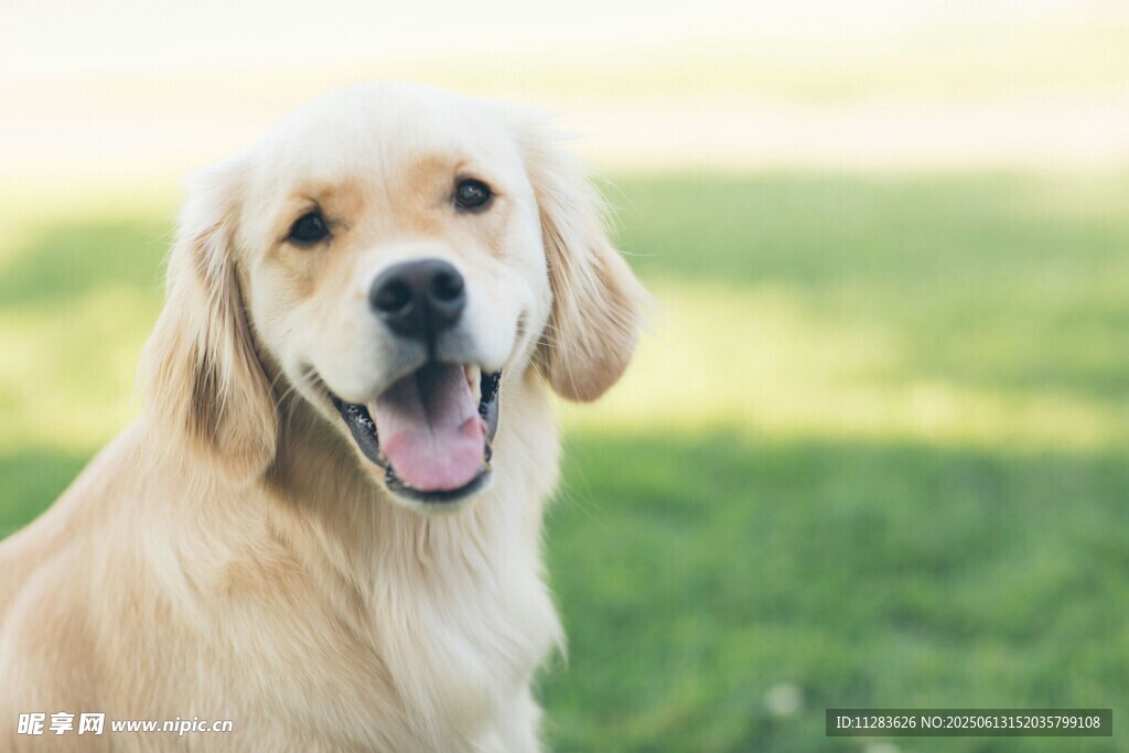 阳光下的微笑金毛犬