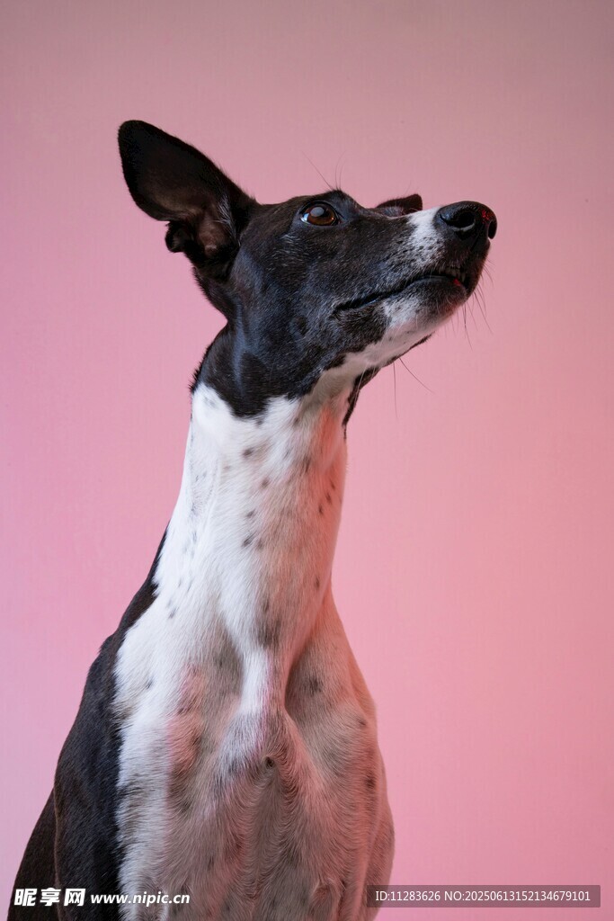 粉背景下的帅气黑白犬