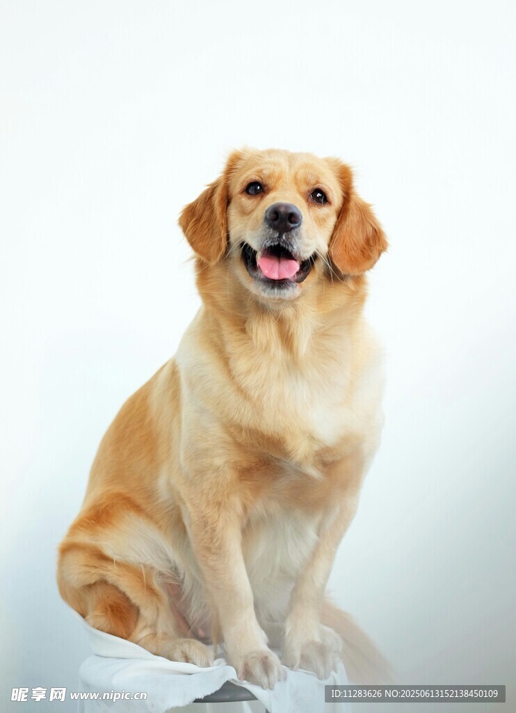 可爱金毛犬端坐微笑
