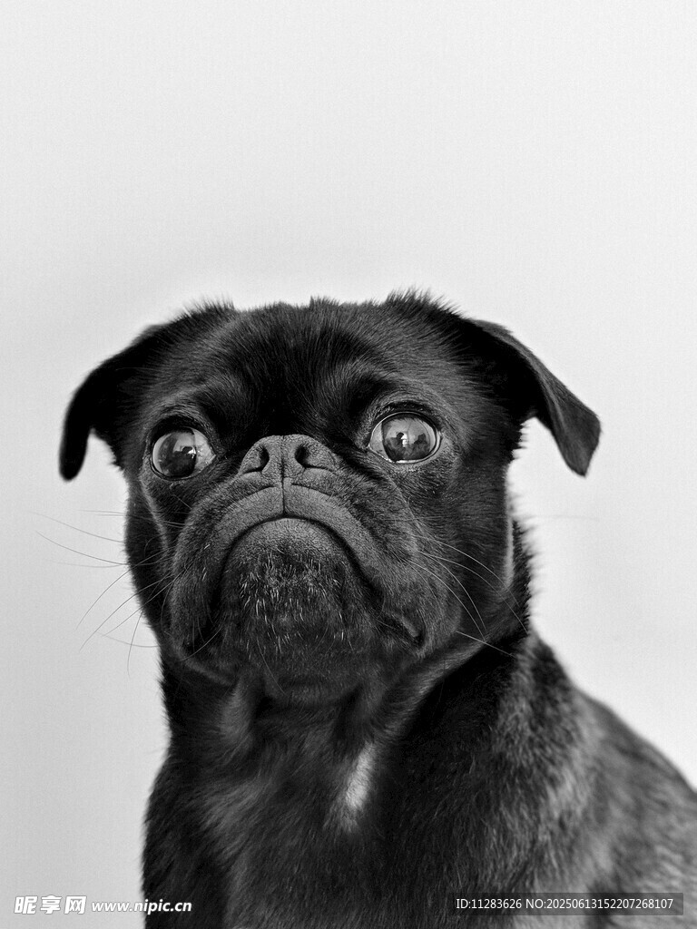 呆萌巴哥犬的可爱瞬间