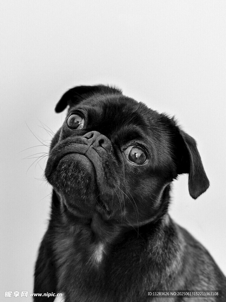 歪头巴哥犬的可爱瞬间