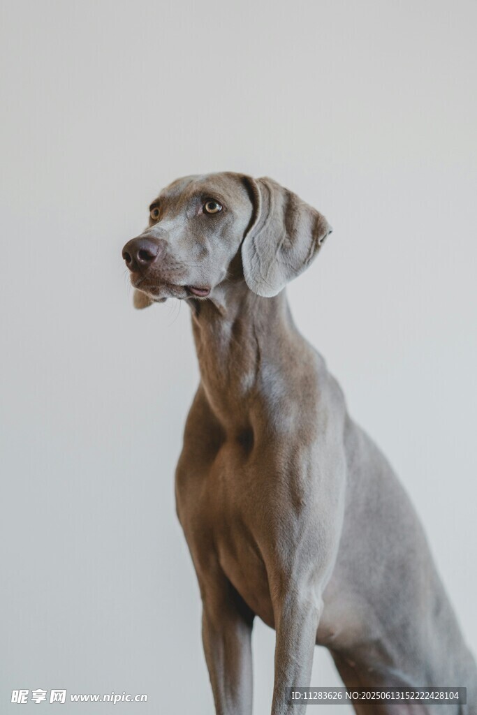 优雅威玛猎犬端坐
