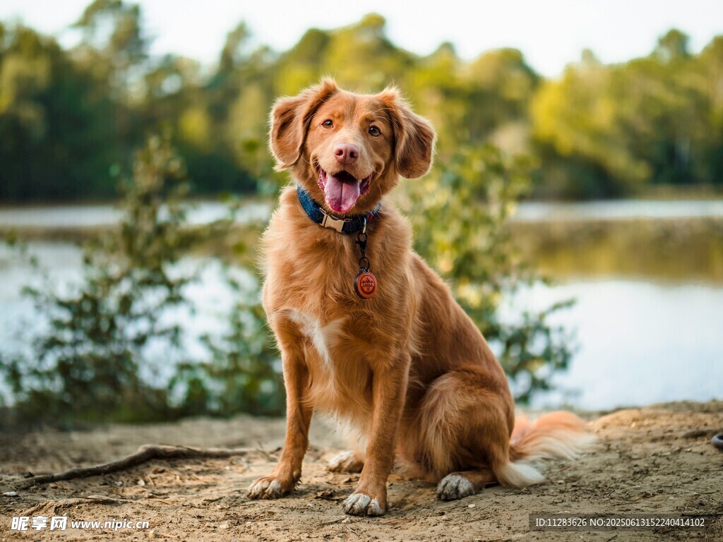 湖畔边的可爱金毛犬
