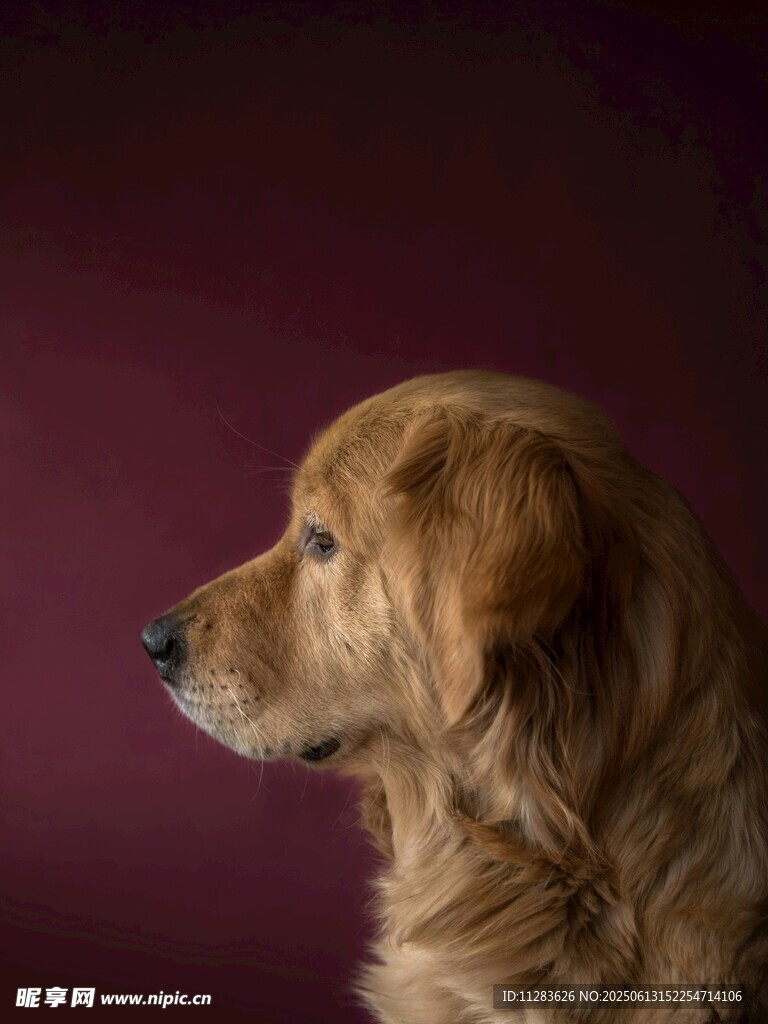 金毛犬侧颜特写