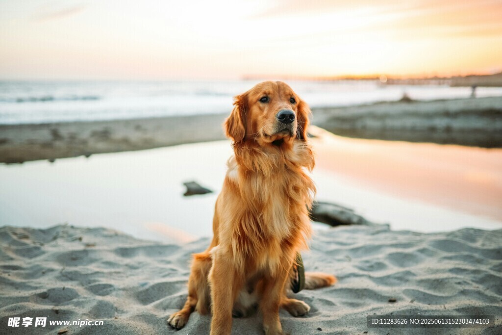 沙滩上的金毛犬