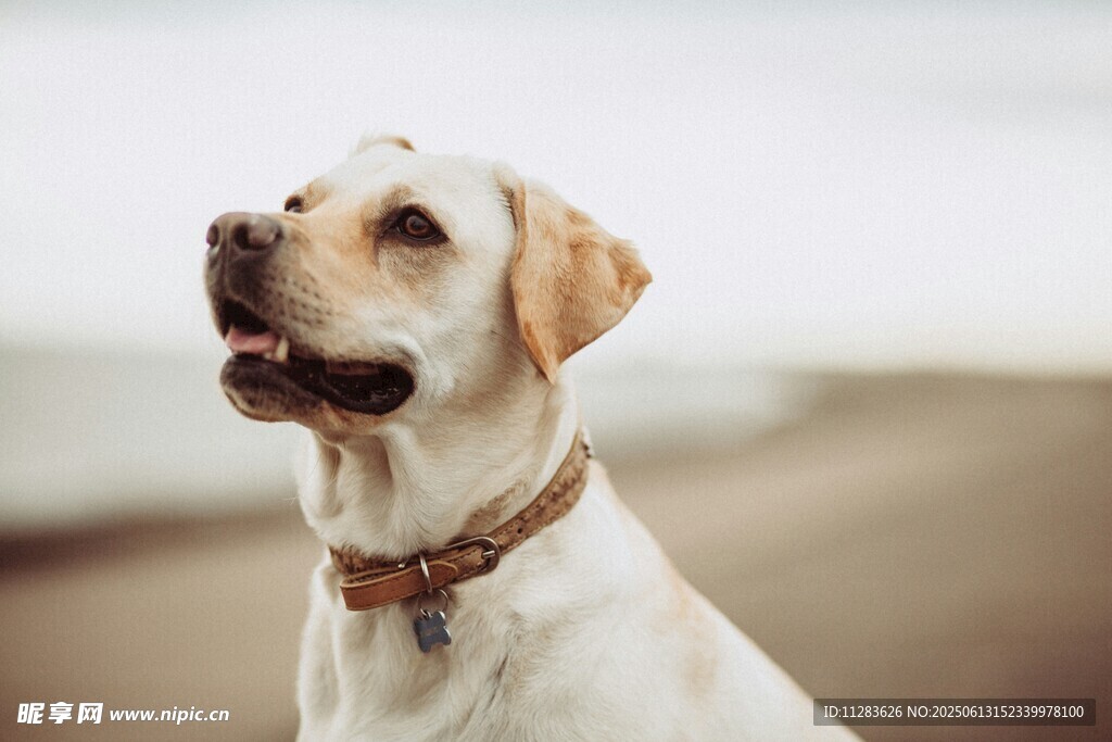 可爱拉布拉多犬海边凝望
