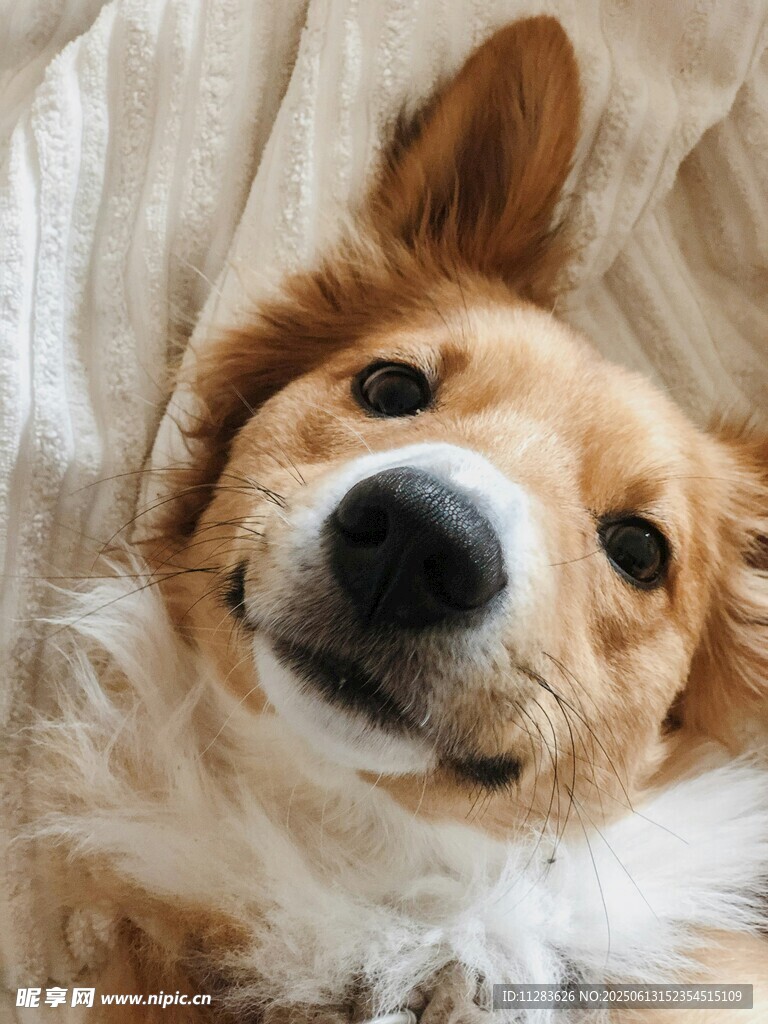趴着的可爱柯基犬